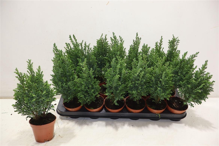 <h4>Cham L Ellwoodii</h4>