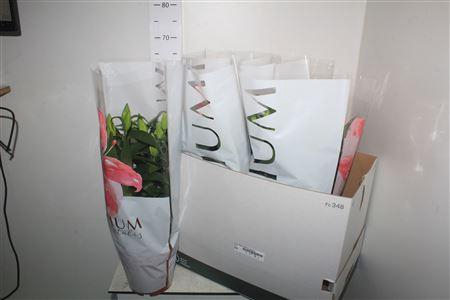 <h4>Lil Or Magny Cours 5 Branche</h4>