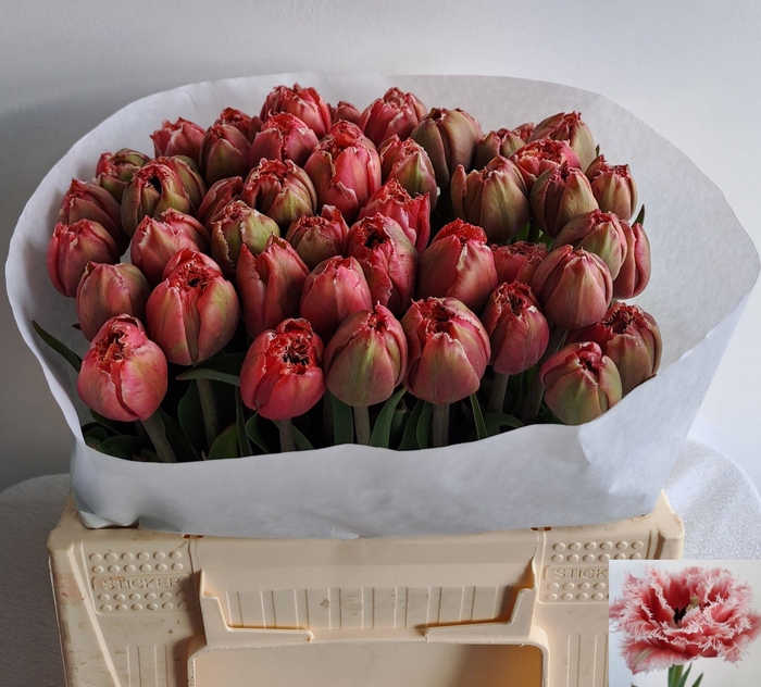 <h4>TU FR BREST</h4>