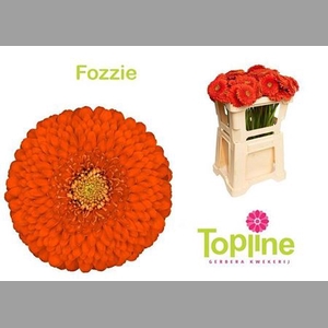 Ge Mb Pomponi Fozzie