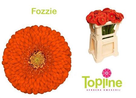 <h4>Ge Mb Pomponi Fozzie</h4>