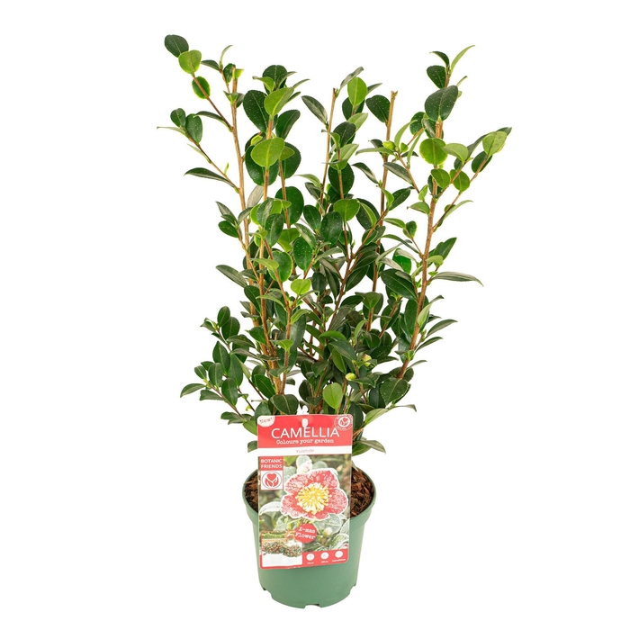 <h4>Camellia sas. 'Yuletide' Premium</h4>