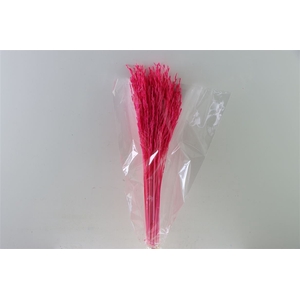 Dried Rice Grass Cerise Bunch Slv