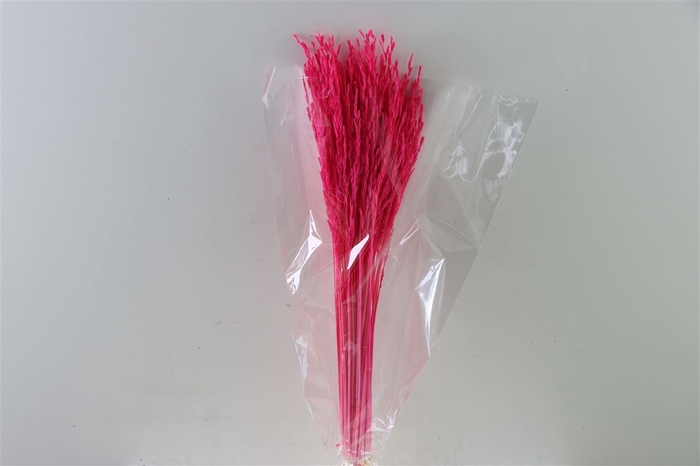 Dried Rice Grass Cerise Bunch Slv