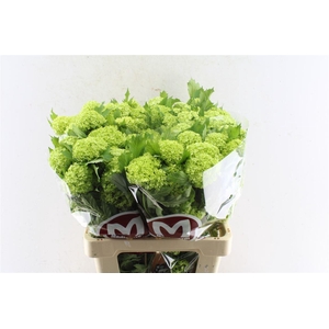 Viburnum Roseum 60cm 2-6 Bal