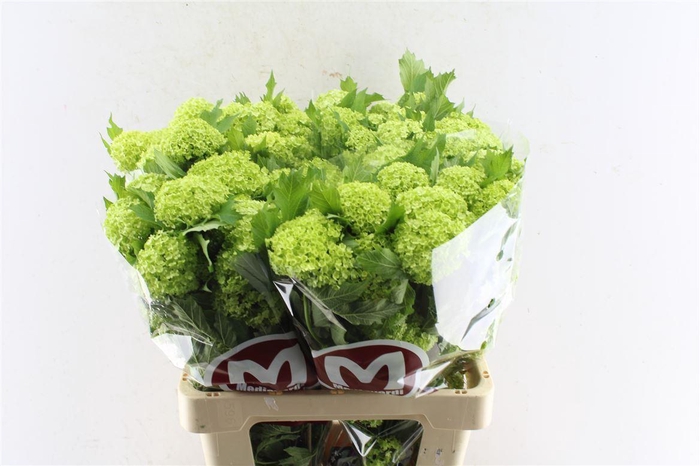 <h4>Viburnum Roseum 60cm 2-6 Bal</h4>