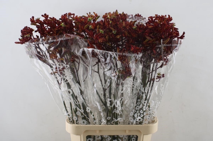 <h4>Anigozanthos Early Spring Indoor</h4>