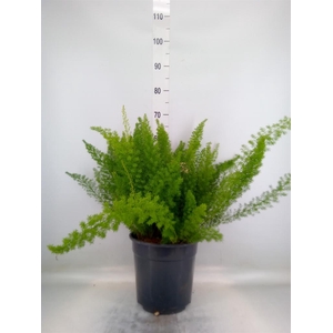 Asparagus dens. 'Meyers'