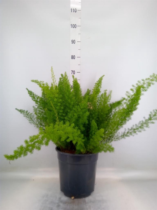 <h4>Asparagus dens. 'Meyers'</h4>