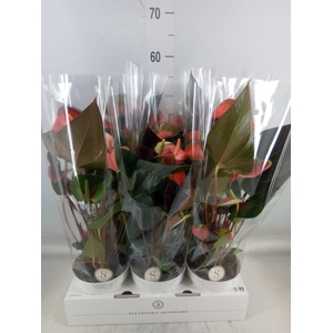 Anthurium andr. 'Rainbow Champion'