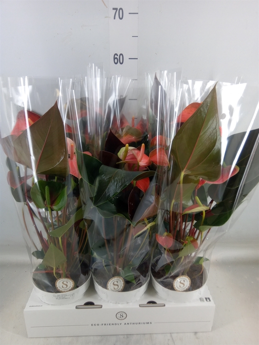 <h4>Anthurium andr. 'Rainbow Champion'</h4>