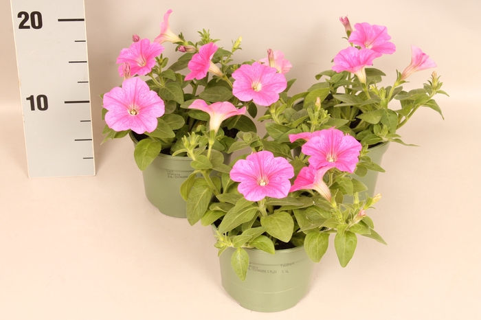 <h4>Petunia pink</h4>