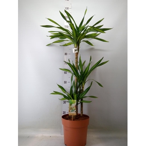 Dracaena frag. 'Riki'
