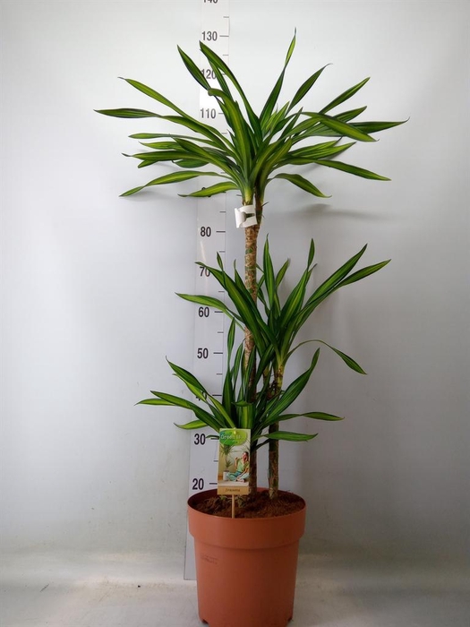 <h4>Dracaena frag. 'Riki'</h4>