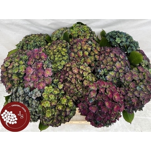 HYDR M ROYAL KISS CL