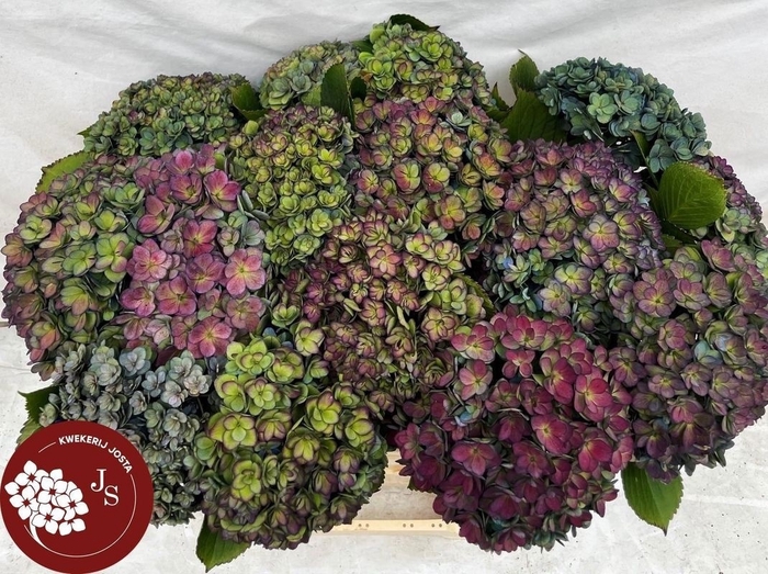 <h4>HYDR M ROYAL KISS CL</h4>