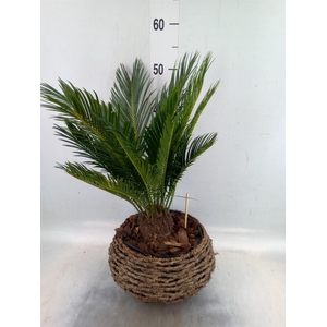 Cycas revoluta