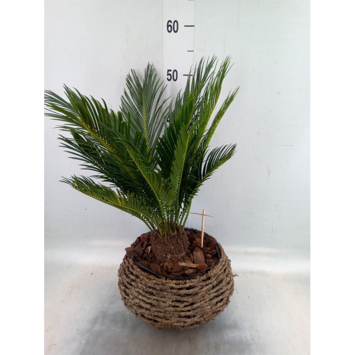 <h4>Cycas revoluta</h4>