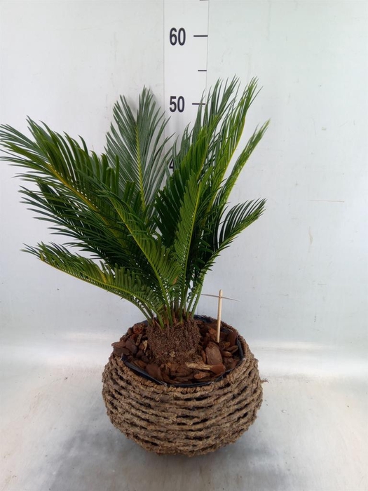 <h4>Cycas revoluta</h4>