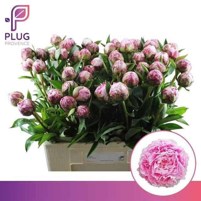 <h4>PAEONIA SARAH BERNHARDT</h4>