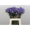 Agapanthus EYFORI Blue