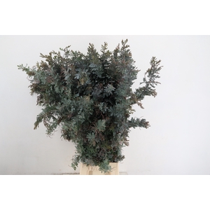 ACACIA MIMOSA BAILEYANA 400GR