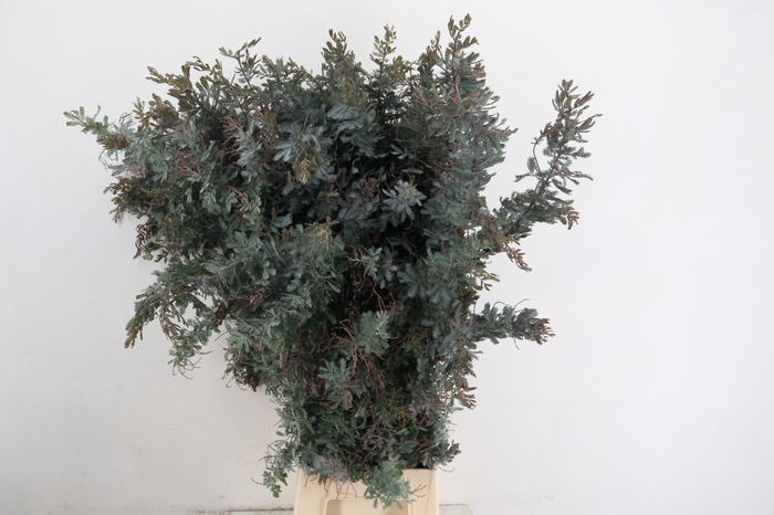 <h4>ACACIA MIMOSA BAILEYANA 400GR</h4>