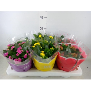 Kalanchoe blos.   ..rosebud mix  4