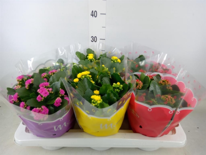<h4>Kalanchoe blos.   ..rosebud mix  4</h4>