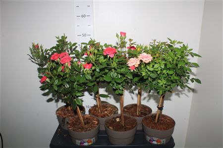 <h4>Rosa Ov Stam</h4>
