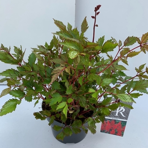 Astilbe rood in tray