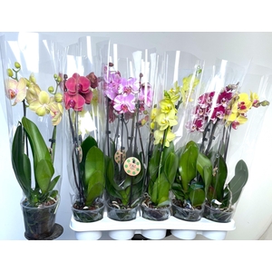 PHAL GEM 7 KL