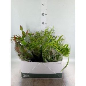 Rhipsalis   ...mix