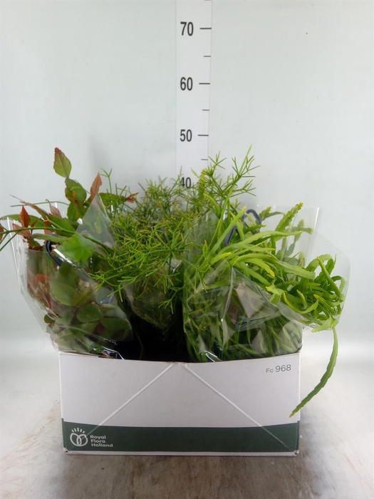 <h4>Rhipsalis   ...mix</h4>