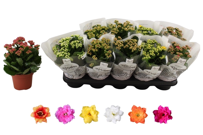 <h4>KAL GE RO GEM 6 KL</h4>