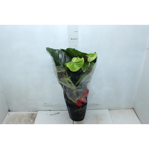 ANTH GREEN KING P17 PREMIUM