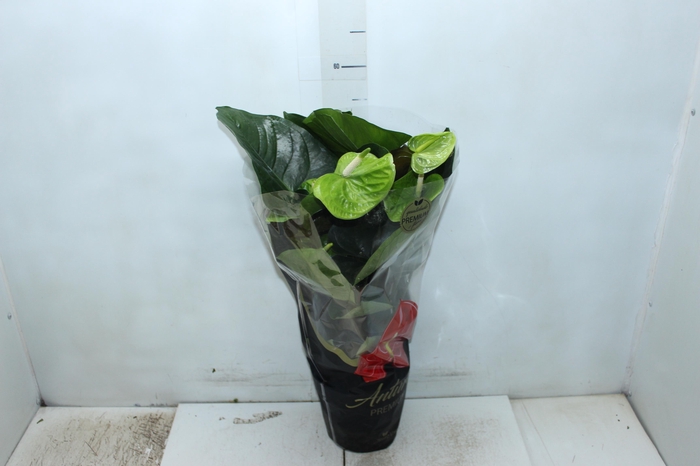 <h4>ANTH GREEN KING P17 PREMIUM</h4>