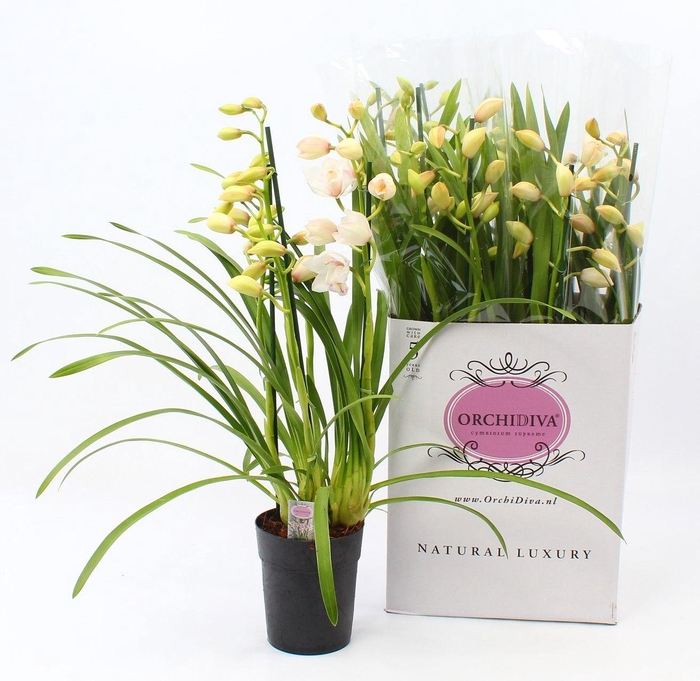 <h4>Cymbidium wit 3-4 tak</h4>