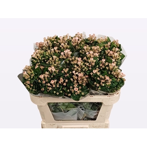 Bouvardia Royal Blossom Vreeken