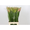 Nerine Vesta K