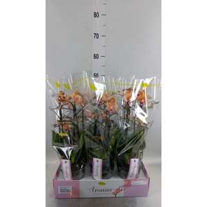Phalaenopsis multi.   ...yellow