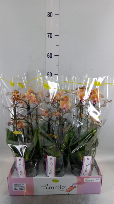 <h4>Phalaenopsis multi.   ...yellow</h4>