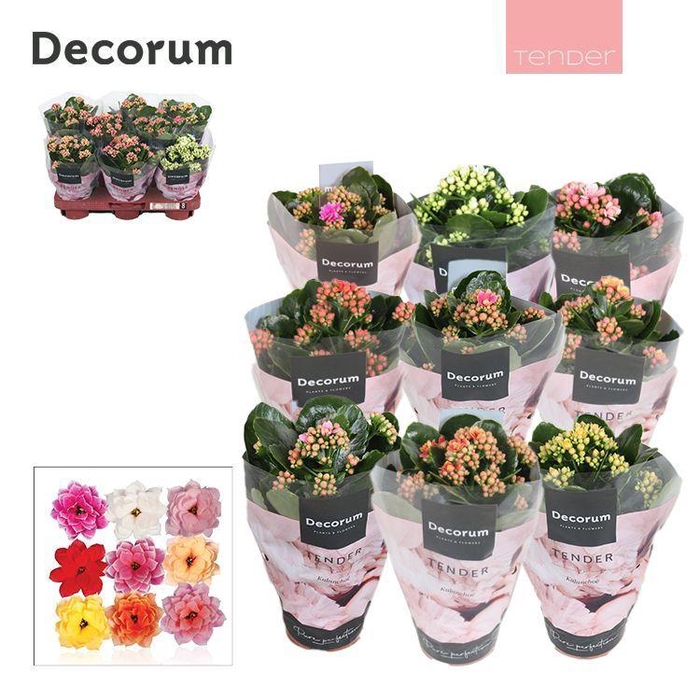 Kalanchoe Decorum TENDER - Serenity mix