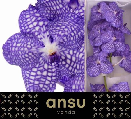 <h4>Vanda Kan China Blue</h4>