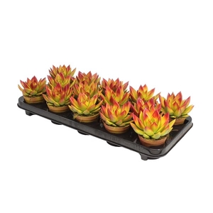 Echeveria bicoloured yellow/red