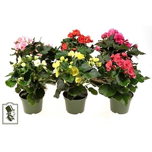 BEGONIA ELATIOR-HYBRID 11,5