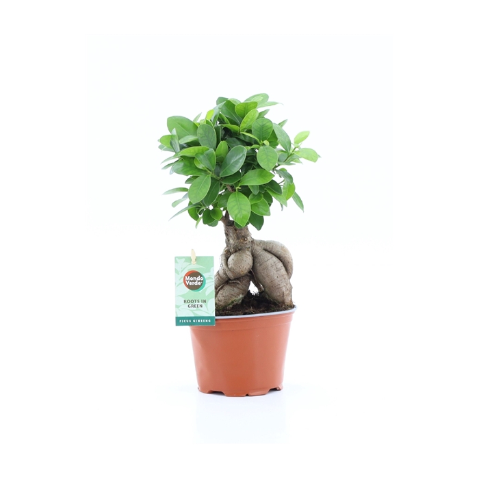 <h4>Ficus micr. Ginseng</h4>