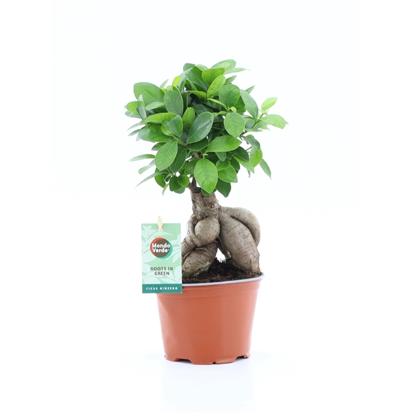 Ficus micr. Ginseng