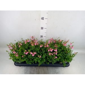 Diascia  'Ruby Field'