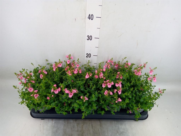 <h4>Diascia  'Ruby Field'</h4>